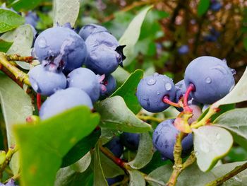 Close-up of fruits growing on plant