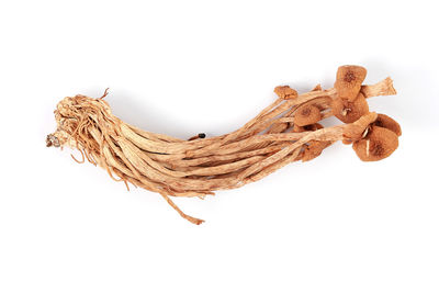 High angle view of dry leaf against white background