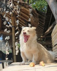 View of a dog yawning