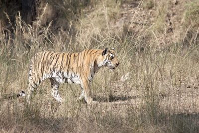 World famous tigress- collarwali