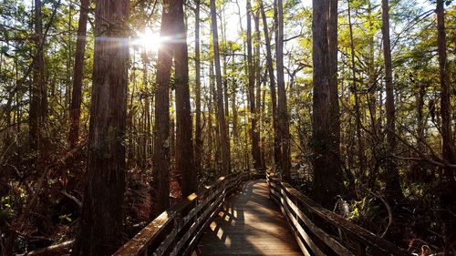 Panoramic view of trees in forest