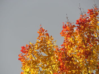 Low angle view of orange flowering plant against clear sky