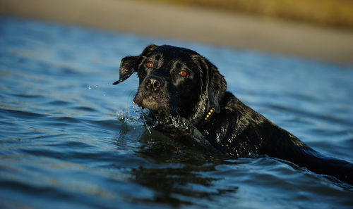 Side view of wet black labrador retriever swimming in sea at beach