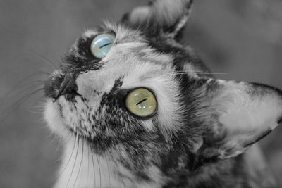 Close-up portrait of cat