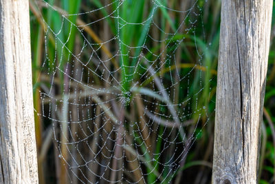 Close-up of wet spider web on plant