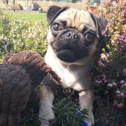 Close-up portrait of a dog