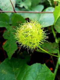 Close-up of green plant