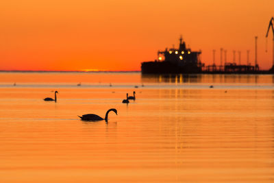 Birds in sea against orange sky