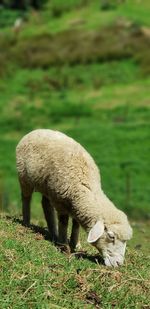 Sheep grazing in a field