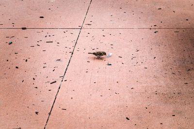 A sparrow picking up another bird's feather