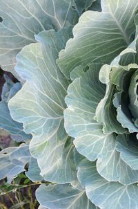 Full frame shot of green leaf