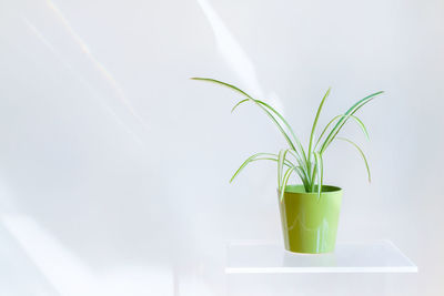 Close-up of potted plant