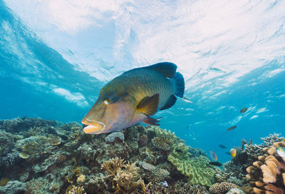 Close-up of fish swimming in sea