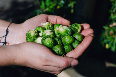 Close-up of hand holding vegetables