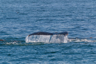 View of a whale's fluke swimming in sea