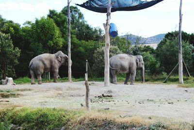 Elephant on landscape against sky