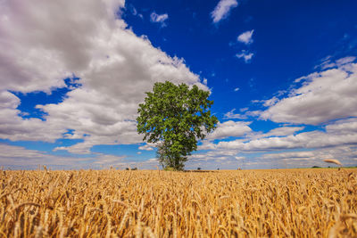 Scenic view of wheat field against sky