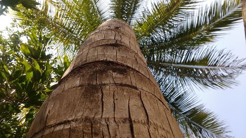 Low angle view of palm tree against sky