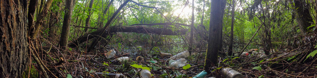 View of plants in forest