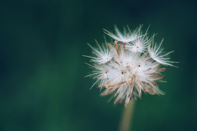 Close-up of dandelion