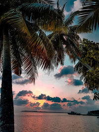 Palm tree by sea against sky during sunset