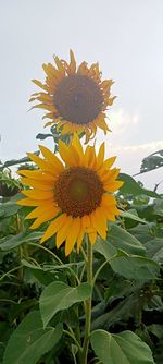 Close-up of sunflower against sky