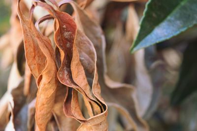 Close-up of dry leaves