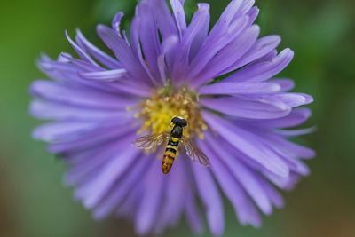Close-up of bee pollinating purple flower
