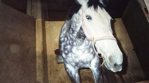 Close-up of horse in stable