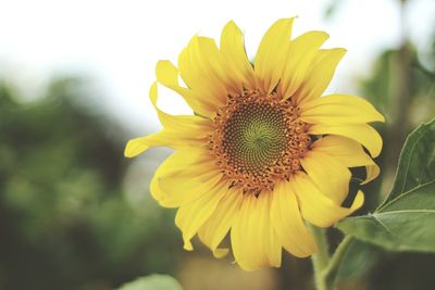 Close-up of yellow flower