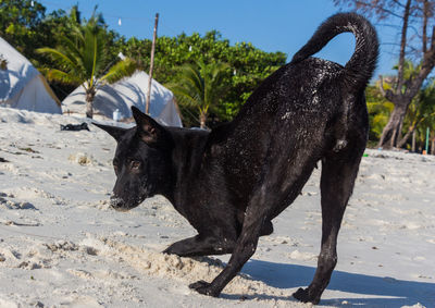 A black dog on a white beach