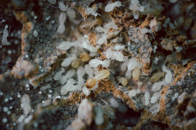 Close-up of ants on tree