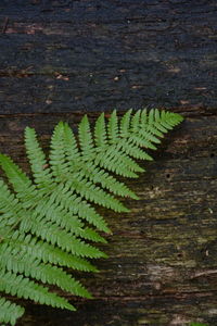 High angle view of fern amidst plants