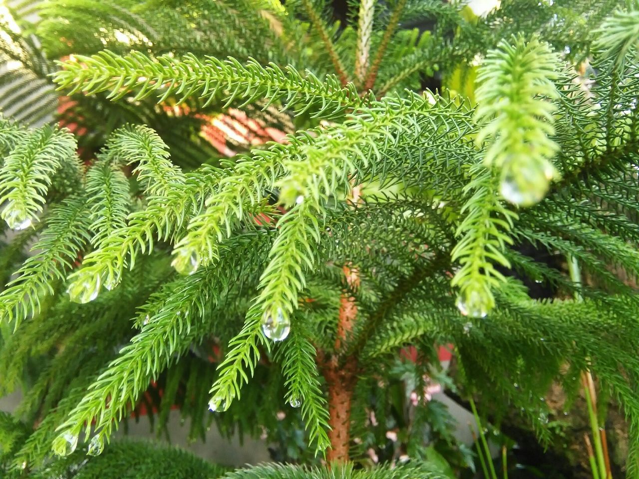 CLOSE-UP OF RAINDROPS ON TREE BRANCH