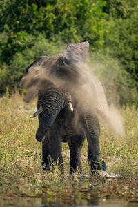 African elephant stands shaking dust off body