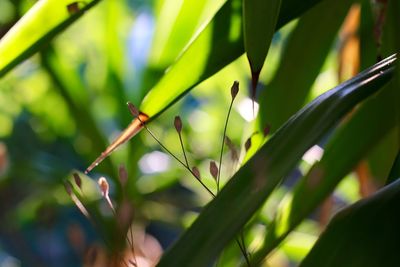 Close-up of plant