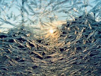 Close-up of frozen plants against sky