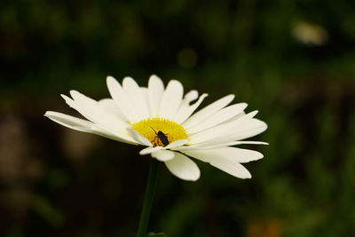 Close-up of insect on white flower