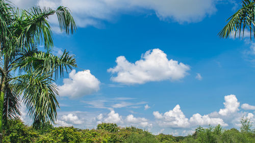 Low angle view of coconut palm trees against blue sky