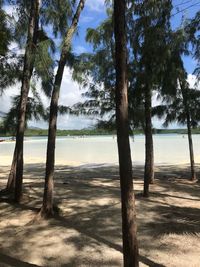 Trees on beach against sky