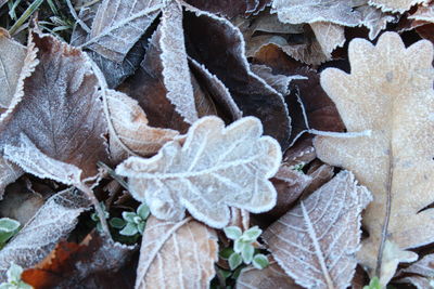 Close-up of snow on plant during winter