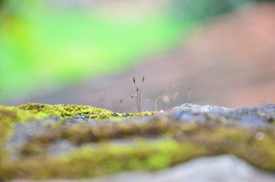 Close-up of moss on land