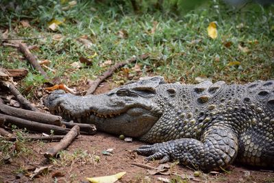 Close-up of a reptile on field