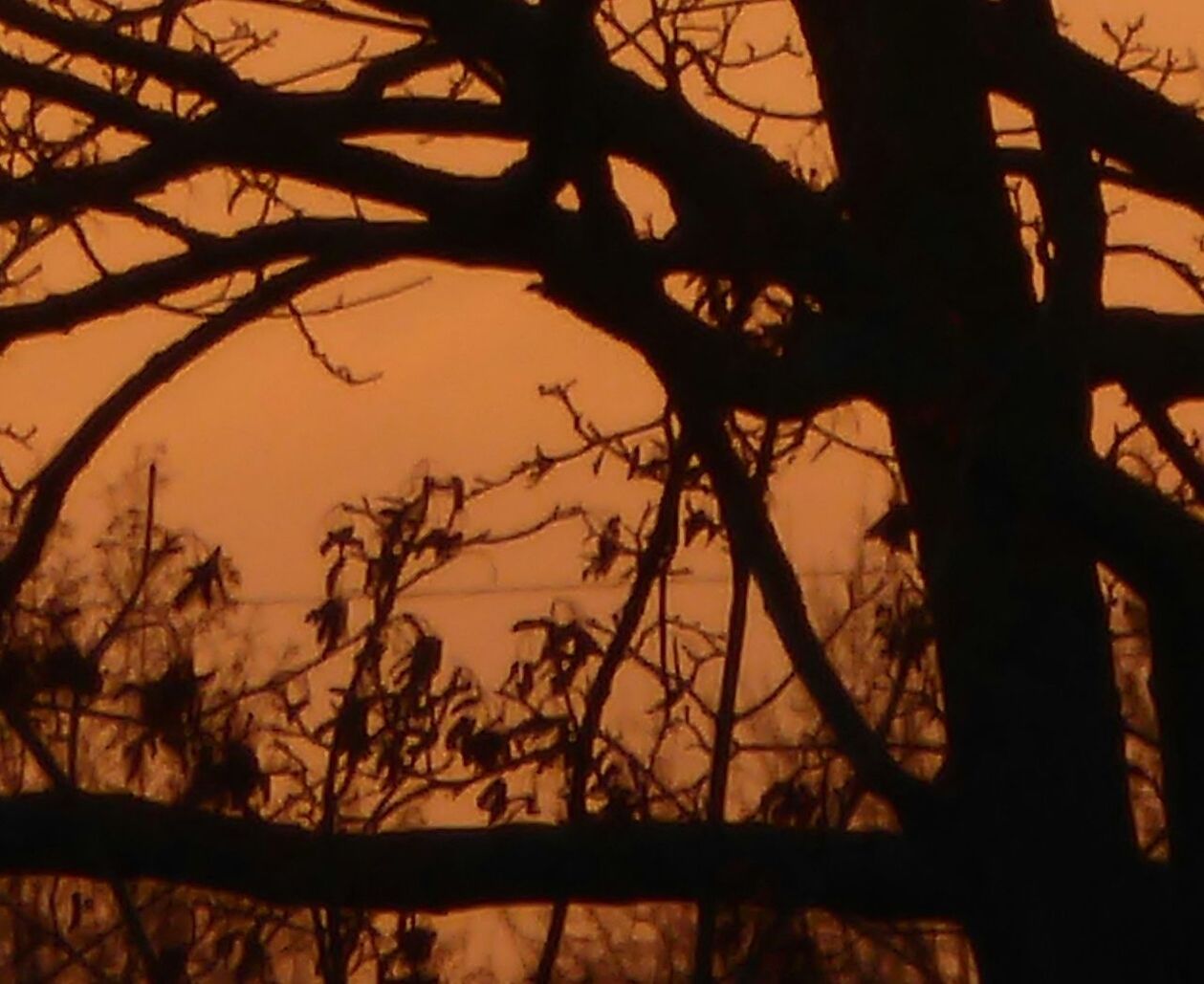 SILHOUETTE TREE AGAINST SKY DURING SUNSET