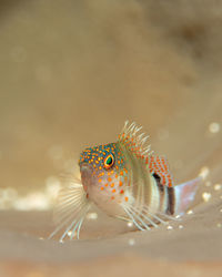 Close-up of fish swimming in sea