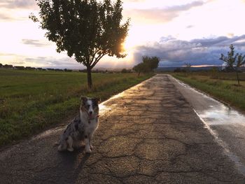 Sheep on road amidst field against sky during sunset