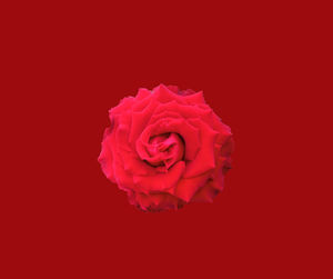 Close-up of rose against red background