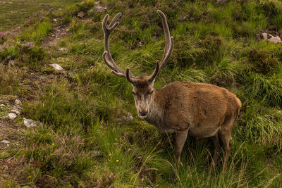 Deer standing on field