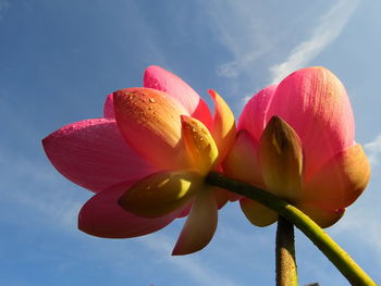 Low angle view of pink tulip against sky