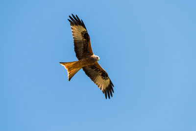 Low angle view of eagle flying in sky